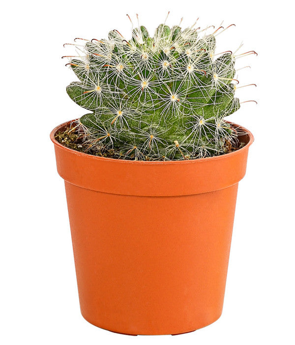  Kaktus - Cactaceae, Verschiedene Sorten