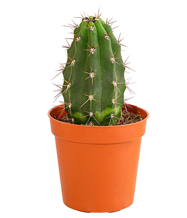  Kaktus - Cactaceae, Verschiedene Sorten