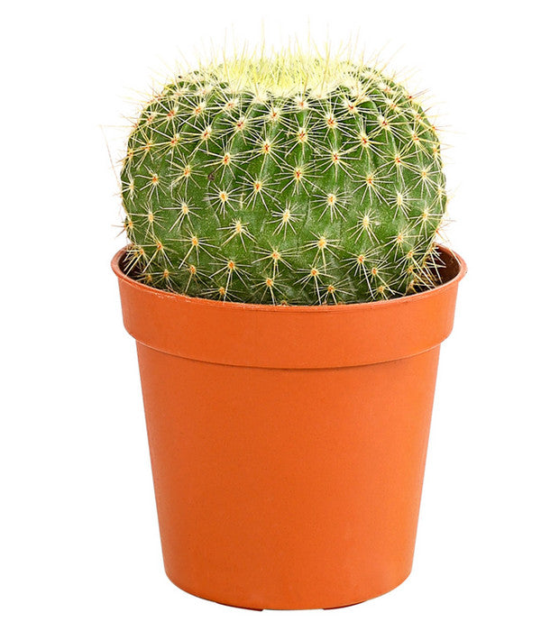  Kaktus - Cactaceae, Verschiedene Sorten