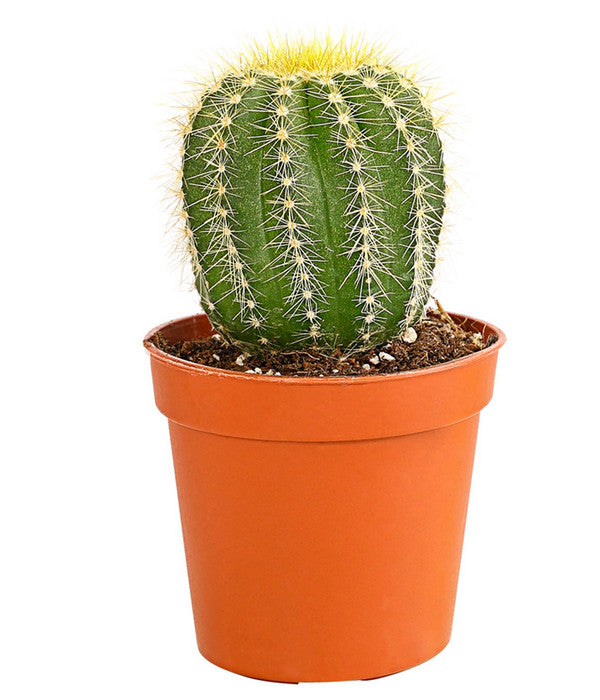  Kaktus - Cactaceae, Verschiedene Sorten