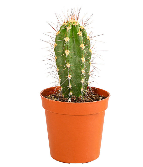  Kaktus - Cactaceae, Verschiedene Sorten