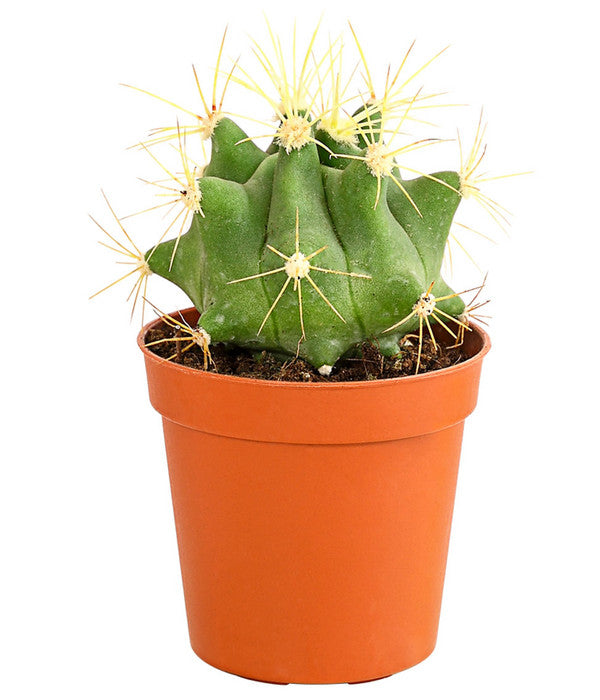  Kaktus - Cactaceae, Verschiedene Sorten