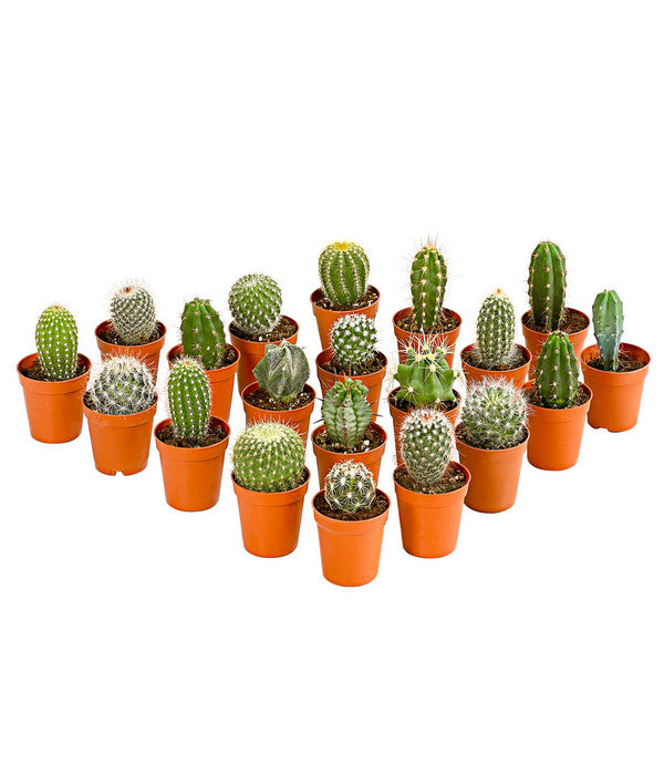  Kaktus - Cactaceae, Verschiedene Sorten