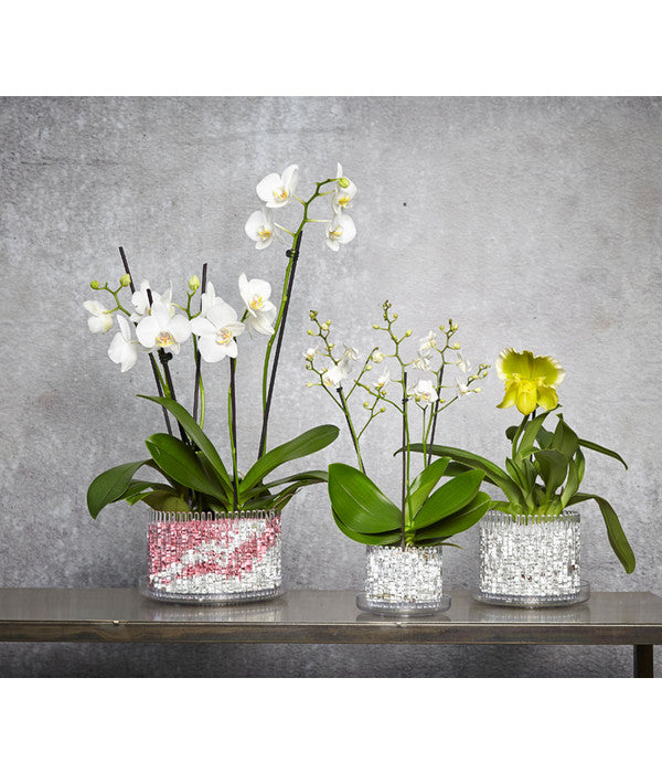  Schmetterlingsorchidee - Phalaenopsis Cultivars 'Wildflower'