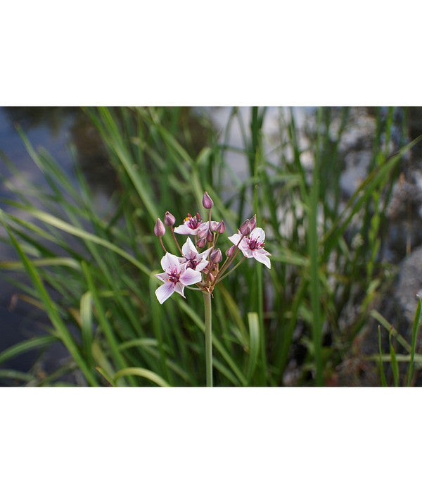  Dehner Schwanenblume - Wasserviole - Blumenbinse