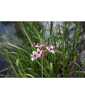  Dehner Schwanenblume - Wasserviole - Blumenbinse