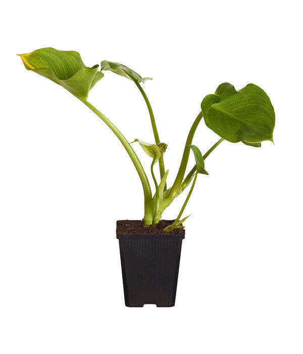  Sumpfcalla
