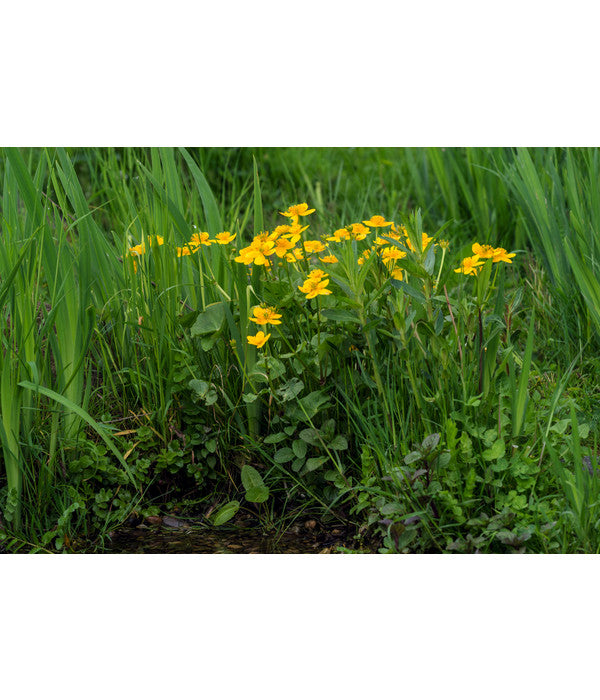  Sumpfdotterblume