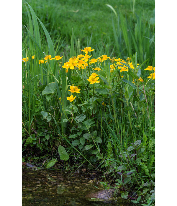  Sumpfdotterblume
