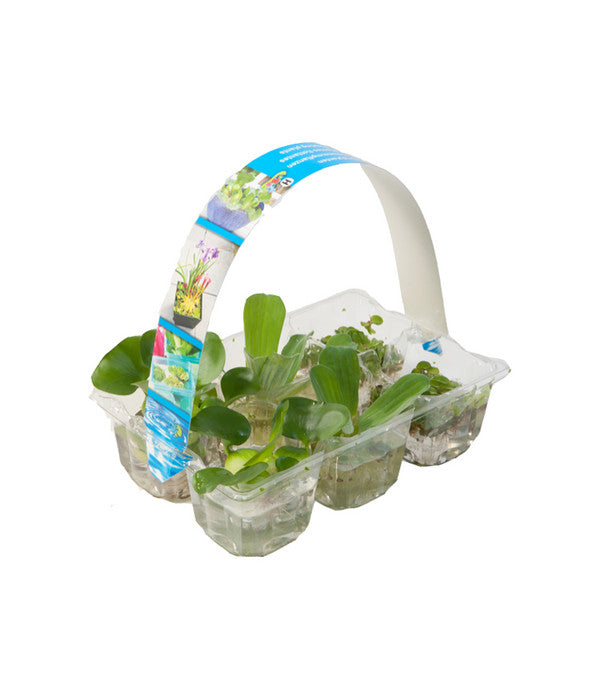  Dehner Schwimmpflanzen-Mix, 6er Pack