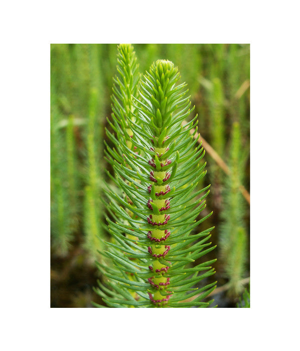  Tannenwedel