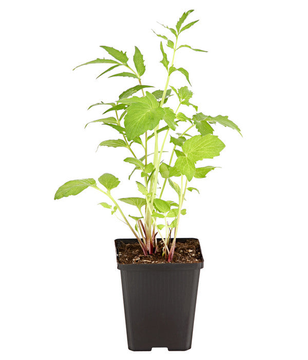  Echter Baldrian