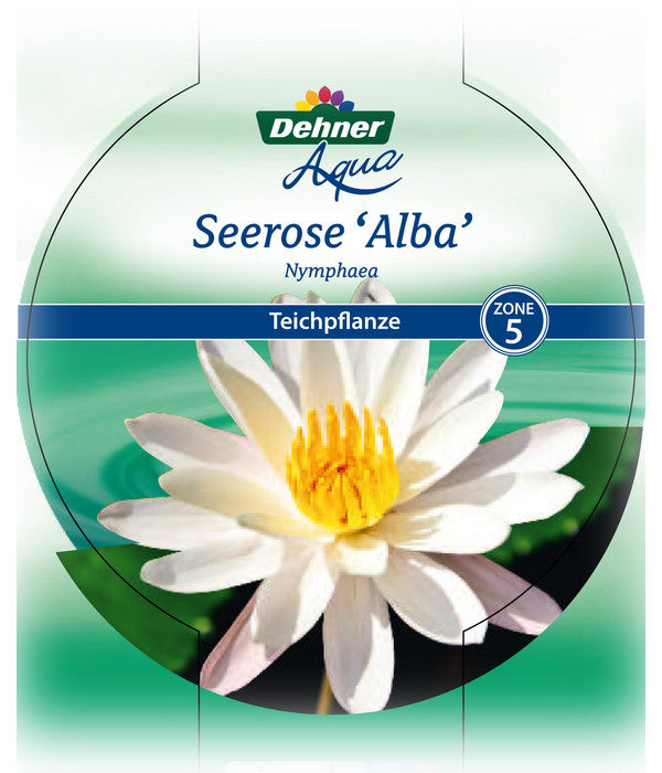  Dehner Seerose