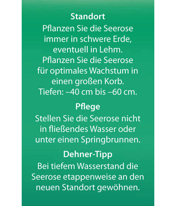  Dehner Seerose