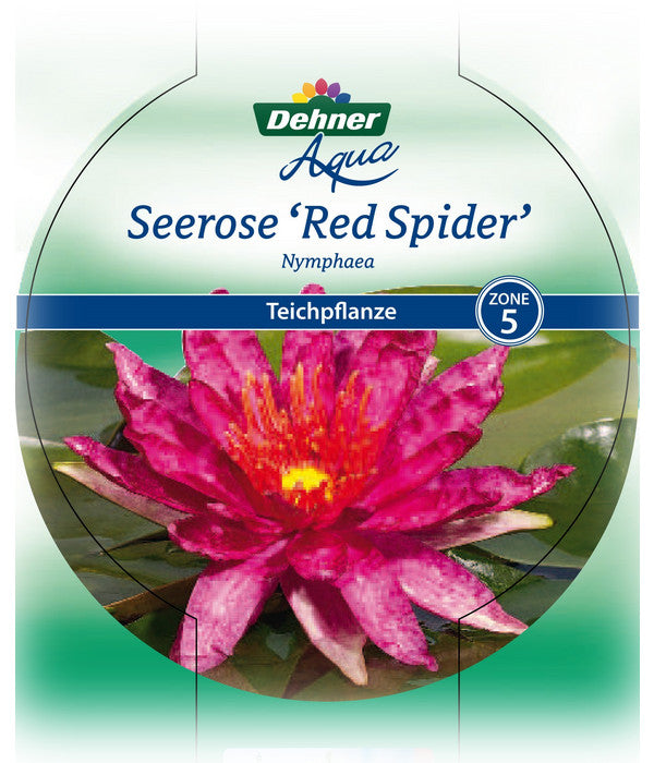  Dehner Seerose 'Red Spider'
