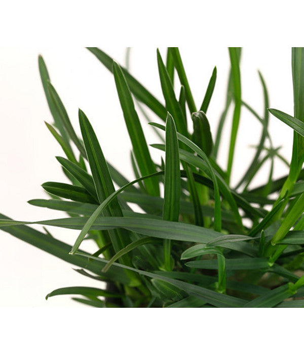  Blaugras 'Greenlee Hybrid'