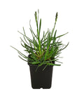  Blaugras 'Greenlee Hybrid'