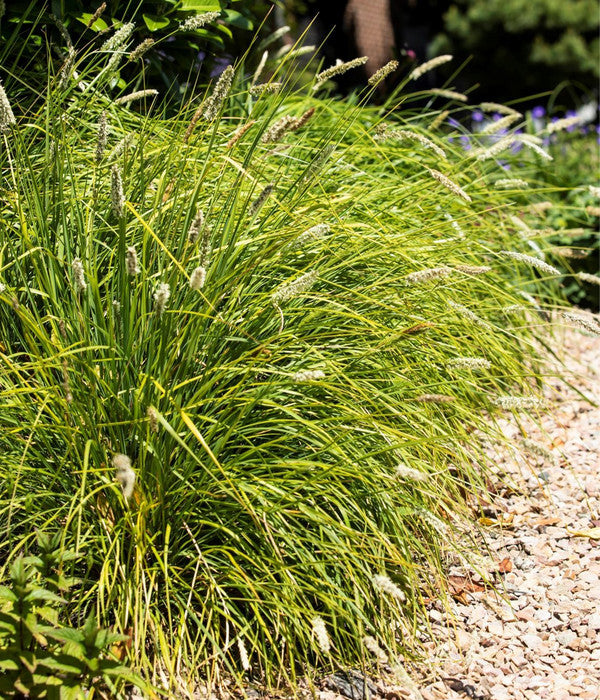  Blaugras 'Greenlee Hybrid'