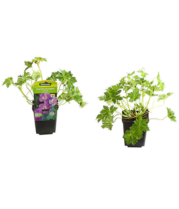  Storchschnabel 'Rozanne®'