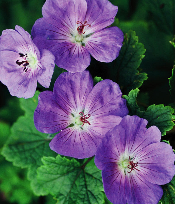  Storchschnabel 'Rozanne®'