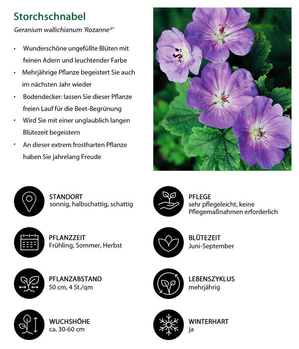  Storchschnabel 'Rozanne®'