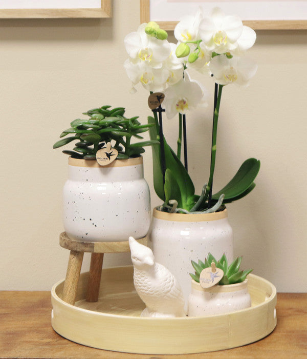  Pflanzen-Arrangement Vintage White, 9-teilig