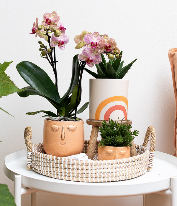  Pflanzen-Arrangement Happy Face, 8-teilig