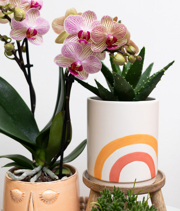  Pflanzen-Arrangement Happy Face, 8-teilig