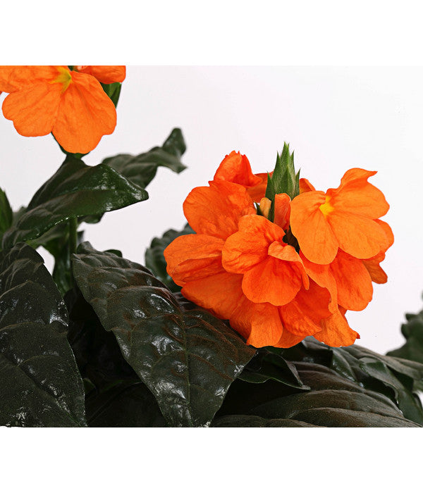  Krossandra - Crossandra Infundibuliformis, Orange