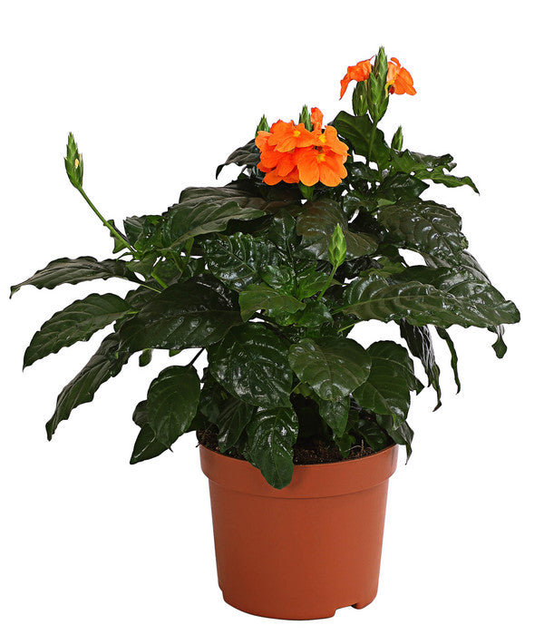  Krossandra - Crossandra Infundibuliformis, Orange