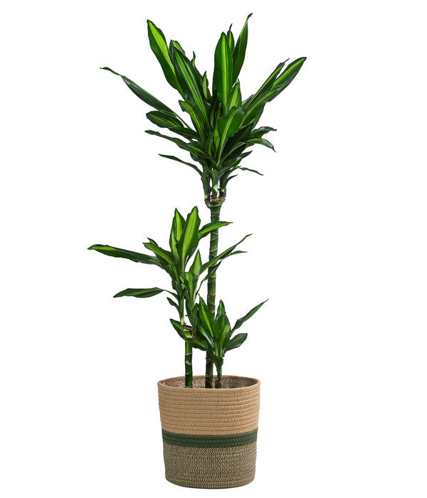  Drachenbaum - Dracaena Fragrans 'Cintho', In Seegras-Korb Harmony