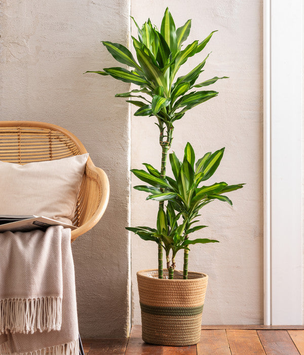  Drachenbaum - Dracaena Fragrans 'Cintho', In Seegras-Korb Harmony