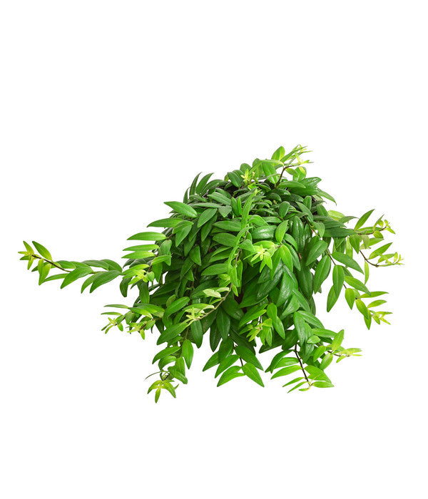  Schamblume - Aeschynanthus Japhrolepis