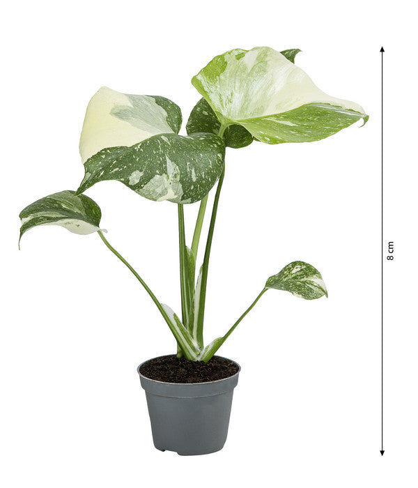  Fensterblatt - Monstera Deliciosa 'Thai Constellation', Panaschiert
