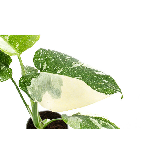  Fensterblatt - Monstera Deliciosa 'Thai Constellation', Panaschiert