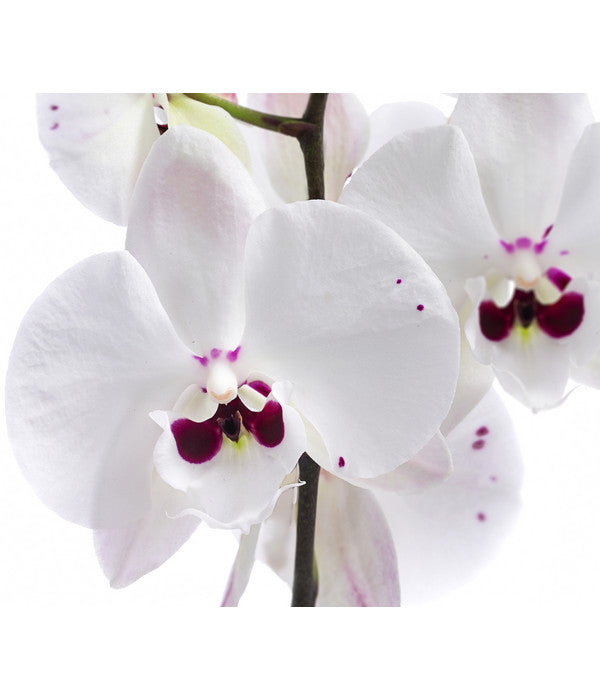  Schmetterlingsorchidee - Phalaenopsis Cultivars 'Reyoung Prince'
