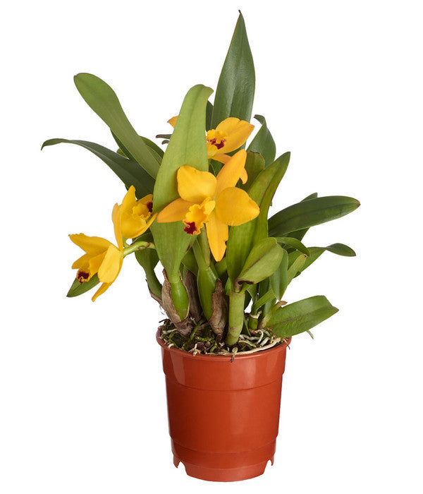  Cattleya-Orchidee - Cattleya Cultivars, Verschiedene Sorten