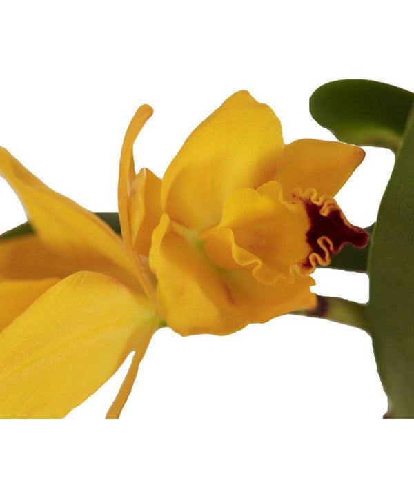  Cattleya-Orchidee - Cattleya Cultivars, Verschiedene Sorten