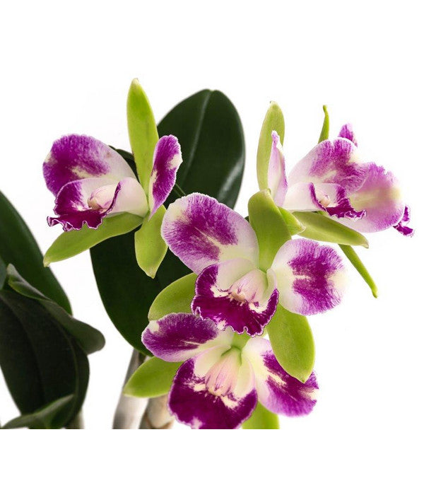  Cattleya-Orchidee - Cattleya Cultivars, Verschiedene Sorten