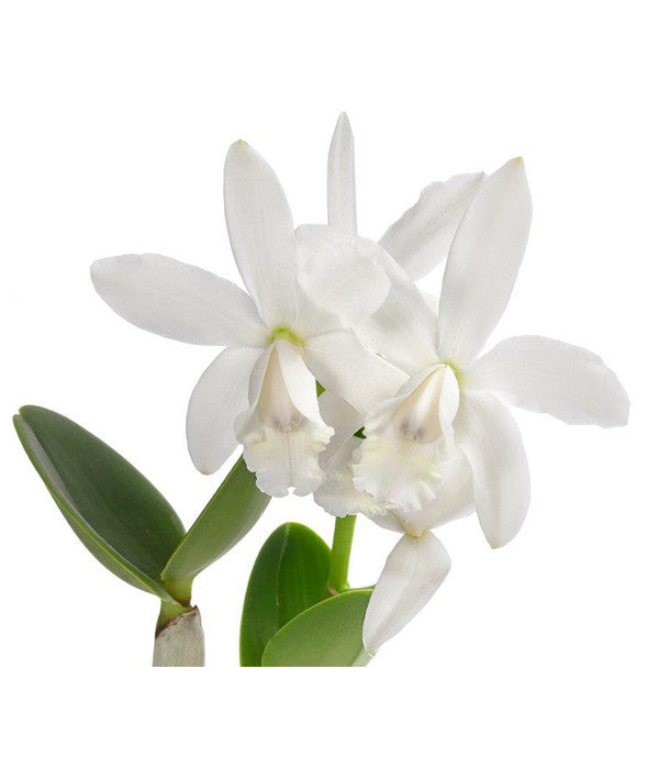  Cattleya-Orchidee - Cattleya Cultivars, Verschiedene Sorten