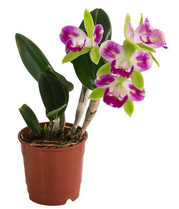  Cattleya-Orchidee - Cattleya Cultivars, Verschiedene Sorten