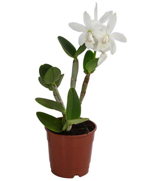  Cattleya-Orchidee - Cattleya Cultivars, Verschiedene Sorten