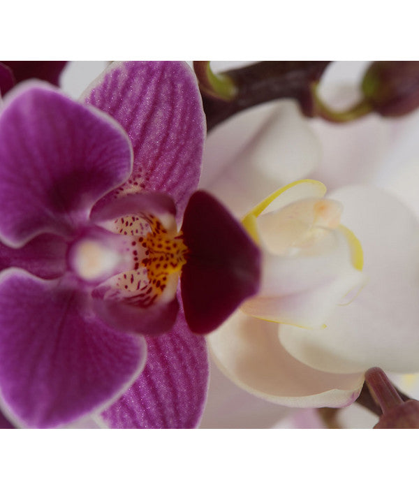  Midi Schmetterlingsorchideen-Duo - Phalaenopsis Cultivars