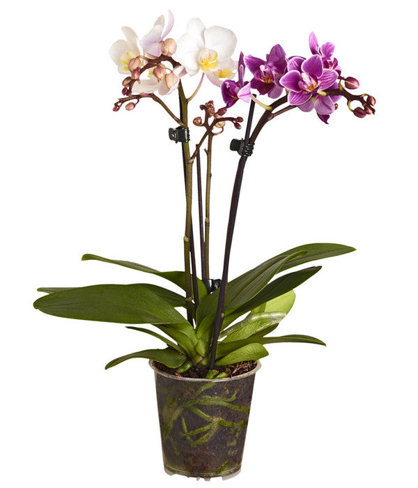  Midi Schmetterlingsorchideen-Duo - Phalaenopsis Cultivars