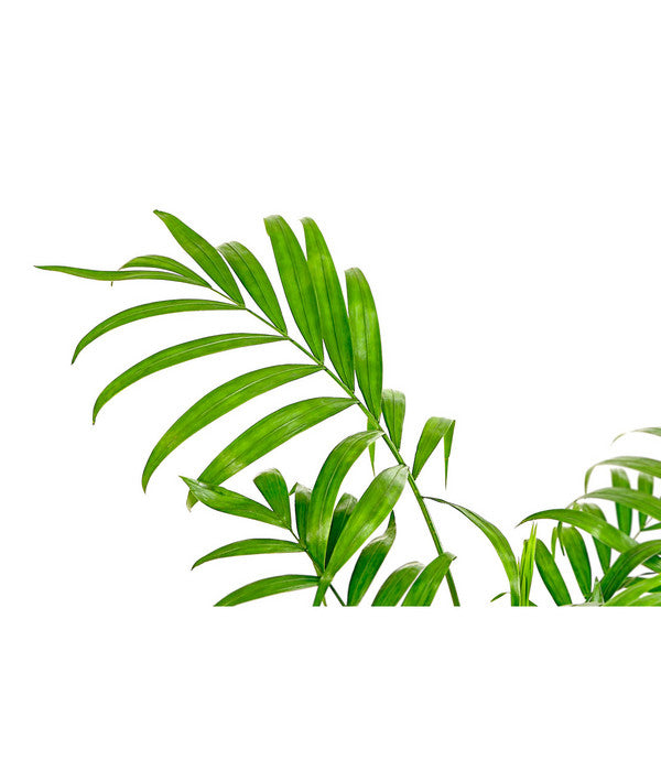  Bergpalme - Chamaedorea Elegans, Hydrokultur