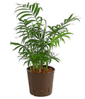  Bergpalme - Chamaedorea Elegans, Hydrokultur