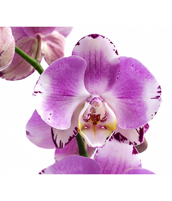  Schmetterlingsorchidee - Phalaenopsis Cultivars 'Art Nouveau'