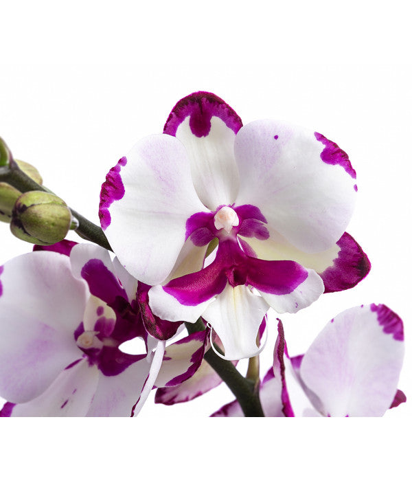  Schmetterlingsorchidee - Phalaenopsis Cultivars 'King Car Dalmatian'