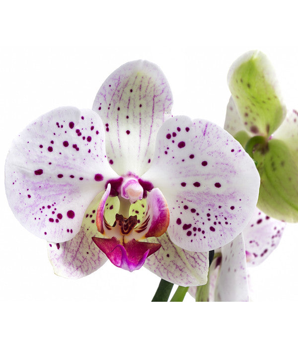  Schmetterlingsorchidee - Phalaenopsis Cultivars 'Goya'