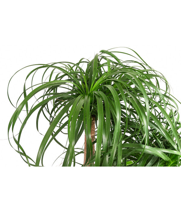  Elefantenfuß - Beaucarnea Recurvata, Hydrokultur